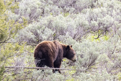 Grizzly Bear Grand Tetons NP May 2025